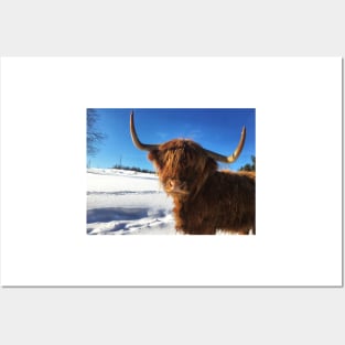 Scottish Highland Cattle Cow 1926 Posters and Art